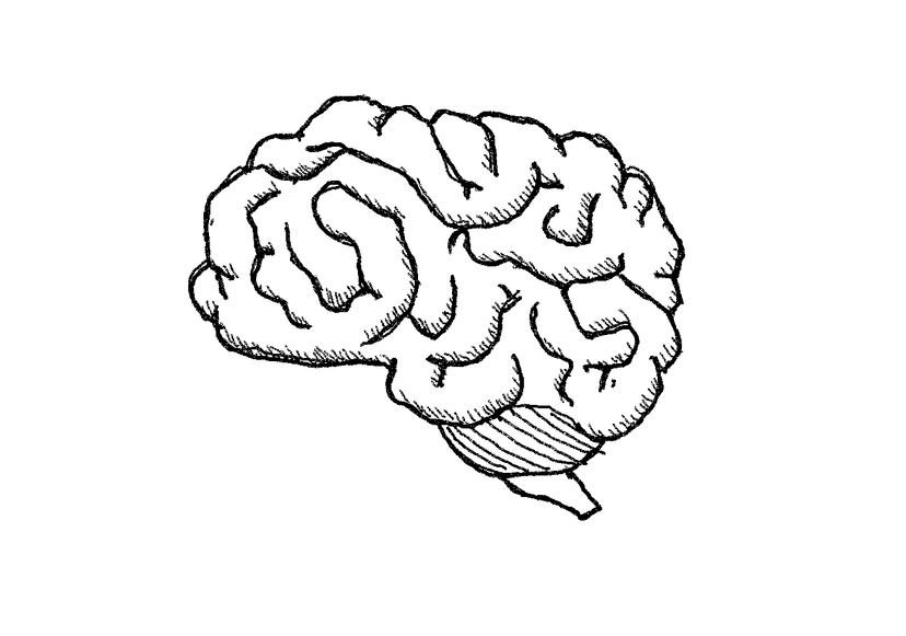 cerveau